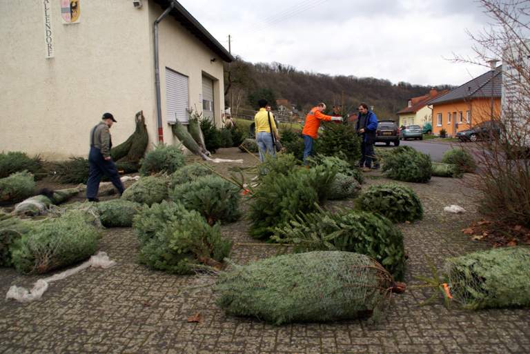 Weihnachtsbaumverkauf 2008 Bild Nr.004